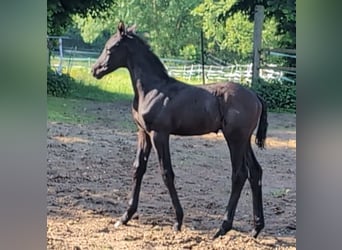 Hanoverian, Stallion, Foal (04/2024), 16,3 hh, Black