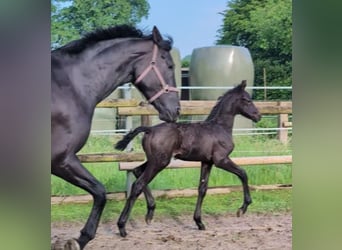 Hanoverian, Stallion, Foal (04/2024), 16,3 hh, Black