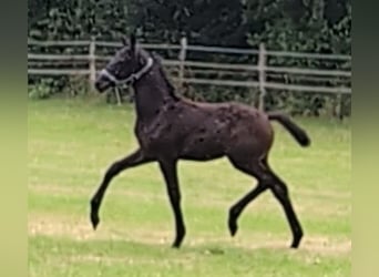 Hanoverian, Stallion, Foal (04/2024), 16,3 hh, Black