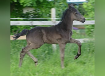 Hanoverian, Stallion, Foal (04/2024), 16,3 hh, Black