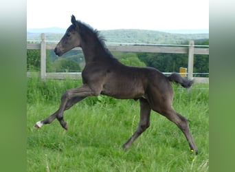 Hanoverian, Stallion, Foal (04/2024), 16,3 hh, Black