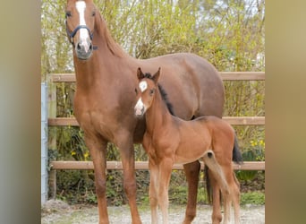 Hanoverian, Stallion, Foal (03/2024), 16.3 hh, Brown
