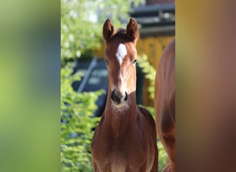 Hanoverian, Stallion, Foal (04/2024), 16,3 hh, Brown