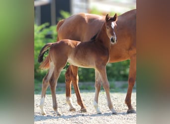 Hanoverian, Stallion, Foal (04/2024), 16,3 hh, Brown