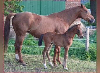 Hanoverian, Stallion, Foal (03/2024), 16.3 hh, Brown