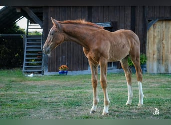 Hanoverian, Stallion, Foal (01/2026), 16.3 hh, Chestnut