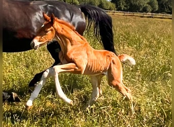 Hanoverian, Stallion, Foal (01/2023), 16.3 hh, Chestnut