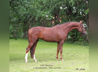 Hanoverian, Stallion, Foal (05/2026), 16.3 hh, Chestnut-Red