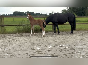 Hanoverian, Stallion, Foal (05/2026), 16.3 hh, Chestnut-Red