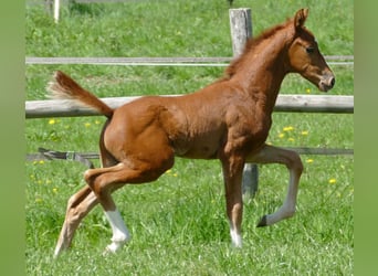 Hanoverian, Stallion, Foal (03/2026), 16.3 hh, Chestnut-Red
