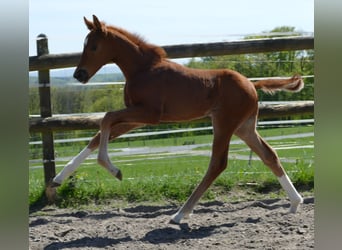 Hanoverian, Stallion, Foal (03/2026), 16.3 hh, Chestnut-Red