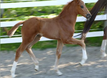 Hanoverian, Stallion, Foal (03/2026), 16.3 hh, Chestnut-Red