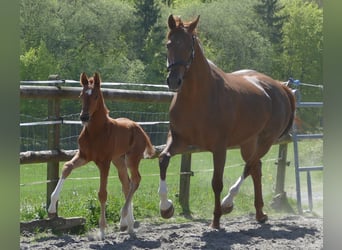 Hanoverian, Stallion, Foal (03/2026), 16.3 hh, Chestnut-Red