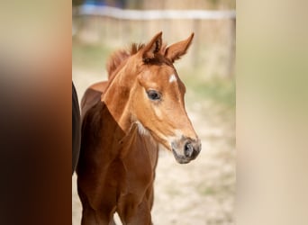 Hanoverian, Stallion, , 16.3 hh, Chestnut-Red