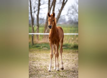 Hanoverian, Stallion, , 16.3 hh, Chestnut-Red