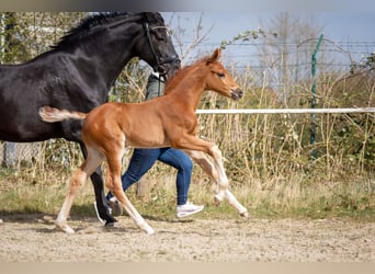 Hanoverian, Stallion, , 16.3 hh, Chestnut-Red