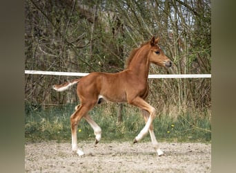 Hanoverian, Stallion, , 16.3 hh, Chestnut-Red