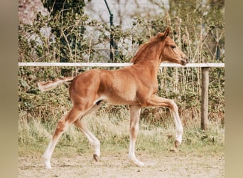 Hanoverian, Stallion, , 16.3 hh, Chestnut-Red