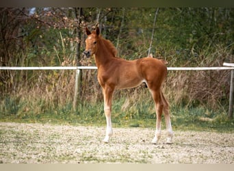 Hanoverian, Stallion, , 16.3 hh, Chestnut-Red