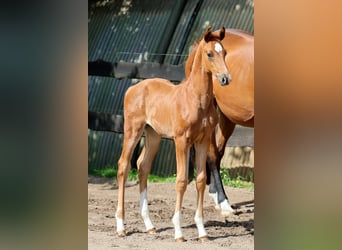 Hanoverian, Stallion, Foal (04/2026), 16.3 hh, Chestnut-Red
