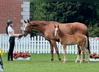 Hanoverian, Stallion, Foal (04/2025), 16.3 hh, Chestnut-Red