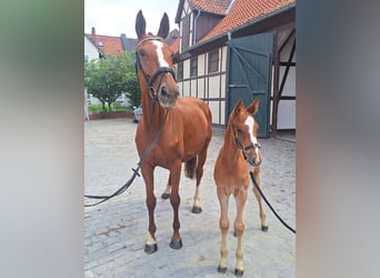 Hanoverian, Stallion, Foal (04/2025), 16.3 hh, Chestnut-Red