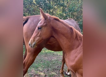 Hanoverian, Stallion, Foal (04/2025), 16.3 hh, Chestnut-Red