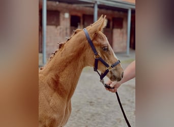Hanoverian, Stallion, Foal (04/2025), 16.3 hh, Chestnut-Red