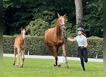 Hanoverian, Stallion, Foal (04/2025), 16.3 hh, Chestnut-Red