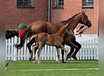 Hanoverian, Stallion, Foal (04/2025), 16.3 hh, Chestnut-Red