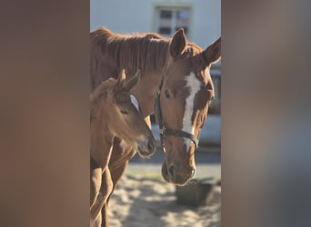 Hanoverian, Stallion, Foal (05/2026), 16.3 hh, Chestnut-Red