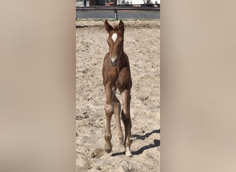 Hanoverian, Stallion, Foal (05/2026), 16.3 hh, Chestnut-Red