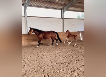 Hanoverian, Stallion, Foal (05/2024), 16.3 hh, Chestnut-Red