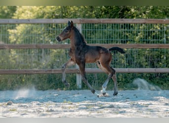 Hanoverian, Stallion, Foal (04/2026), 16.3 hh, Smoky-Black