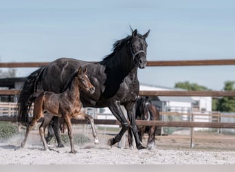 Hanoverian, Stallion, Foal (04/2026), 16.3 hh, Smoky-Black