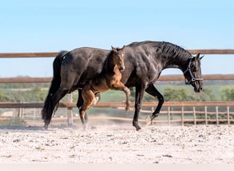 Hanoverian, Stallion, Foal (04/2026), 16.3 hh, Smoky-Black