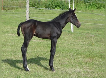 Hanoverian, Stallion, , 16 hh, Can be white