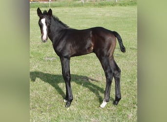 Hanoverian, Stallion, , 16 hh, Can be white