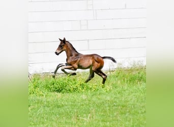Hanoverian, Stallion, , 16,1 hh, Bay-Dark