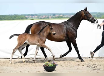 Hanoverian, Stallion, , 16,1 hh, Bay-Dark