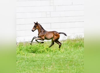 Hanoverian, Stallion, , 16,1 hh, Bay-Dark