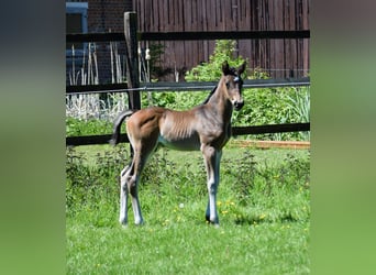 Hanoverian, Stallion, , 16,1 hh, Bay-Dark