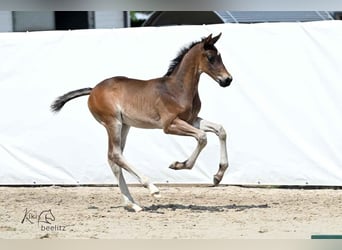 Hanoverian, Stallion, , 16,1 hh, Bay-Dark