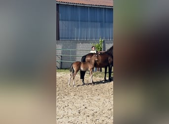 Hanoverian, Stallion, , 16,1 hh, Bay-Dark