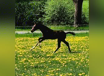 Hanoverian, Stallion, Foal (03/2025), 16,1 hh, Bay-Dark