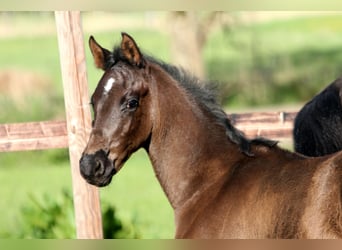 Hanoverian, Stallion, , 16,1 hh, Black