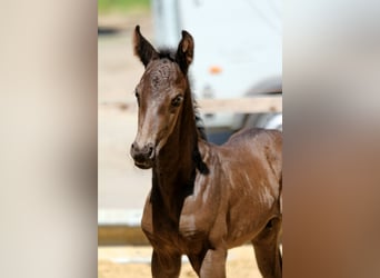 Hanoverian, Stallion, , 16,1 hh, Black