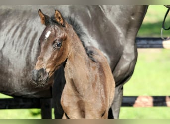 Hanoverian, Stallion, , 16,1 hh, Black