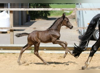 Hanoverian, Stallion, , 16,1 hh, Black
