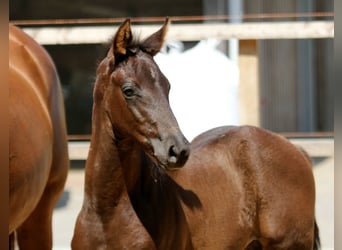 Hanoverian, Stallion, , 16,1 hh, Black